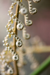 Detail of a firn in nature
