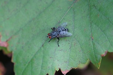 big gray fly sits on a green leaf of a plant in a summer park