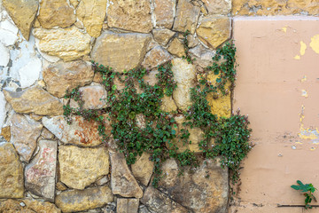 Green plant growing right from stone wall. Zest for life.