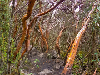Polylepis tree trunks in Cajas National Park