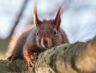 Naklejka na ściany i meble Eichhörnchen schaut vorsichtig von einem Baum