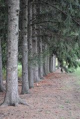 Obraz premium path in the forest