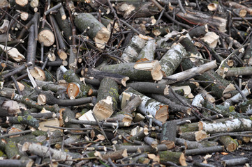 Shredded branches of trees and shrubs