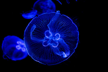 jellyfish at the aquarium