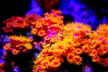 Fototapeta na wymiar sea anemone at an aquarium