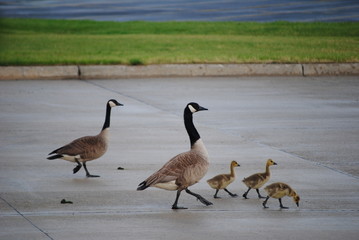 canada canadian geese