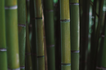Fresh green bamboo in a park. Green bamboo fence texture background, bamboo texture . 
