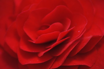 blurred red rose 