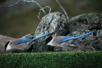 Two Iberian magpies (Cyanopica cooki) siting on the green grass with stones in background.