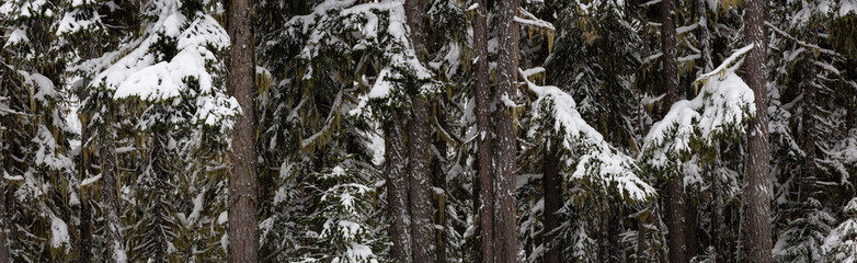 Obraz premium Panoramic View of Trees Covered in Snow in the Forest during Winter Day. Taken in Whistler, British Columbia, Canada. Perfect for Background.