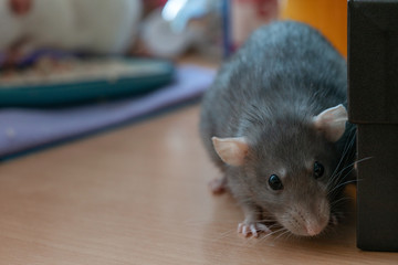 adorable pretty girl pet rat