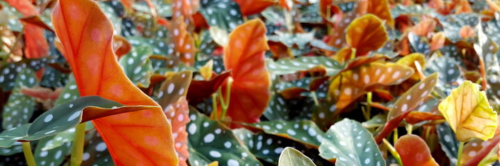 Blätter Begonia maculata 