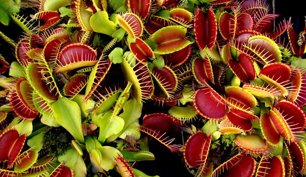 Fleischfressende Pflanze Dionaea muscipula