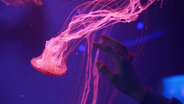 Hand touching aquarium with red jellyfish (Chrysaora Pacifica). Japanese sea nettle floating in the aquarium. Marine life background.