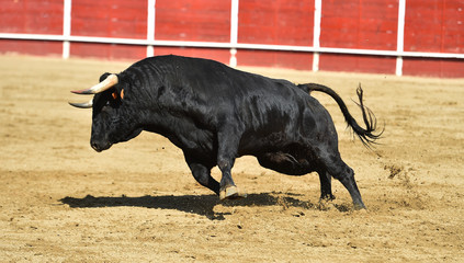 toro español en una plaza de toros