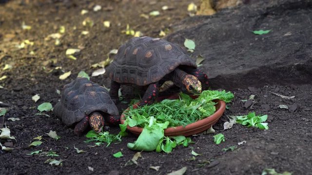 Two tortoises eating green salad