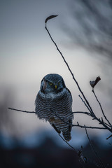 A Northern Hawk Owl In Southern Ontario, Canada.