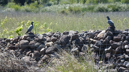 Duel entre pigeons
