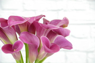 Fototapeta premium Close up of pink calla lily flowers isolated on a white brick background