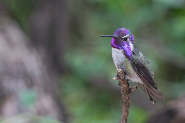 Costas hummingbird perched on a stick