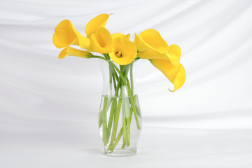 Bouquett of yellow calla lily flowers in a clear vase isoalted on an elegant white background