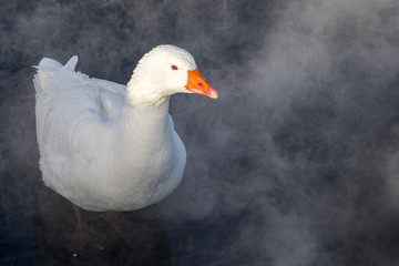 White goose in steamy water
