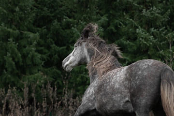 Grey dappled andalusian breed horse running in the field in late autumn. Animal in motion, portrait.