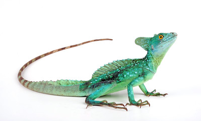 Jesus Christ lizard / Stirnlappenbasilisk (Basiliscus plumifrons) 