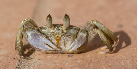 Ghost crabs are semiterrestrial crabs subfamily Ocypodinae.  A male teenager. Arthropods on land.