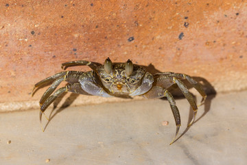 Ghost crabs are semiterrestrial crabs subfamily Ocypodinae.  A male teenager. Arthropods on land.