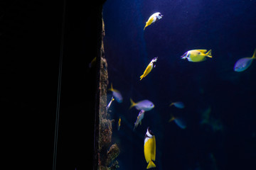 Reef tank, marine aquarium. Blue aquarium full of fishes and plants. Tank filled with water for keeping live underwater animals. Nature and ocean concept
