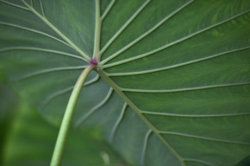 heart shape leaves. Caladium