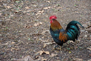 farm rooster
