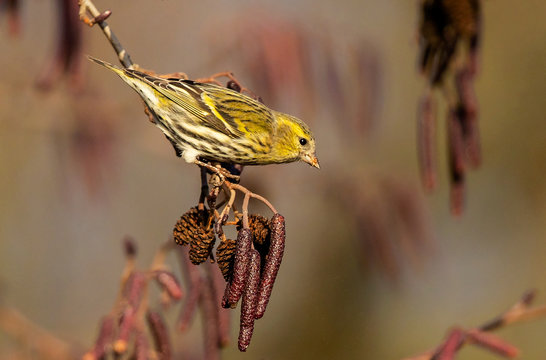 Eurasian Siskin (Spinus spinus) female feeding on Black Alder (Alnus glutinosa), Baden-Wuerttemberg, Germany