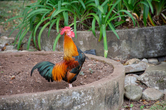 farm rooster