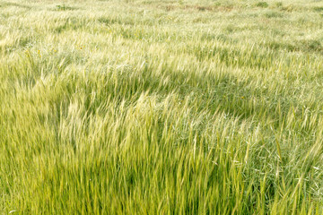 Background with grass field