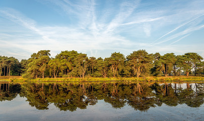 Obraz premium Reflected row of trees