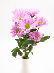 beautiful pink daisies flowers isolated on white backgroundbeautiful pink daisies flowers isolated on white background