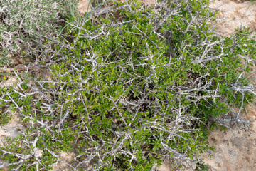 Natural background with top view of grass