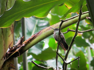 Fototapeta premium Humming bird sitting under a leaf