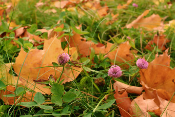 Autumn. Clover flower and fall leaves