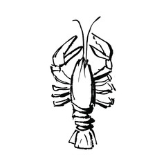 hand drawn illustration of lobster