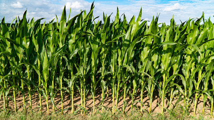 Cornfield