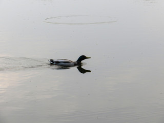 Duck swimming to the right