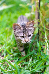 Naklejka na ściany i meble Small spotted kitten in the garden exploring among the plants looking for its prey