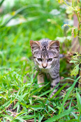 Naklejka na ściany i meble Small spotted kitten in the garden exploring among the plants looking for its prey