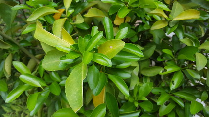 Fototapeta premium Orange leaf, one of the additional ingredients for cooking to have a more unique flavor