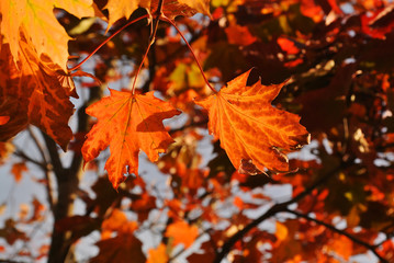 Naklejka na ściany i meble Autumn. Maple tree with red fall leaves