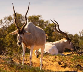 Naklejka na ściany i meble mendezantelope in the national park sous-massa