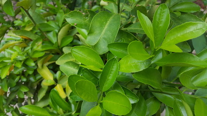 Fototapeta premium Orange leaf, one of the additional ingredients for cooking to have a more unique flavor